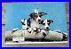 Vintage-1953-Columbus-Chevrolet-Fox-Terrier-Dog-Promo-Flyer-Ad-Mailer-01-npe